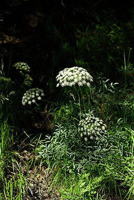 BUITEN BEELD Foto: 447906