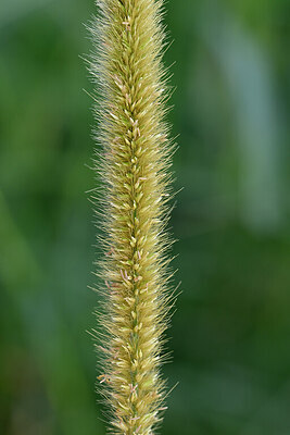BUITEN BEELD Foto: 447909