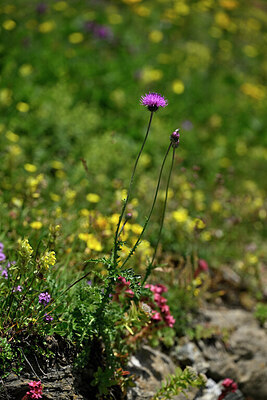 BUITEN BEELD Foto: 447910