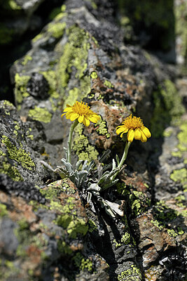BUITEN BEELD Foto: 447911