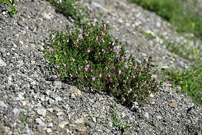 BUITEN BEELD Foto: 447912