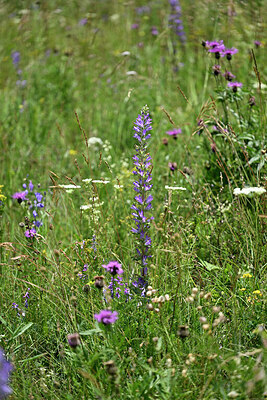 BUITEN BEELD Foto: 447918