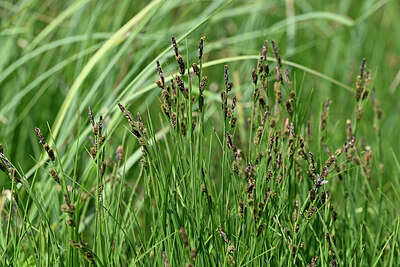 BUITEN BEELD Foto: 447921