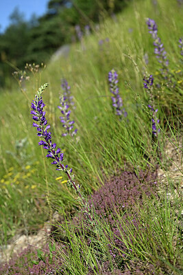 BUITEN BEELD Foto: 447929