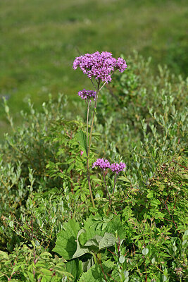 BUITEN BEELD Foto: 447930
