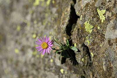 BUITEN BEELD Foto: 447934