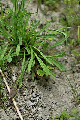 BUITEN BEELD Foto: 447939