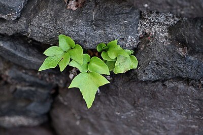 BUITEN BEELD Foto: 447940