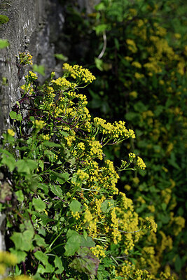 BUITEN BEELD Foto: 447943