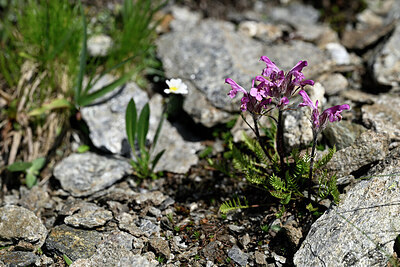BUITEN BEELD Foto: 447947