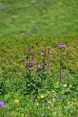 BUITEN BEELD Foto: 447949
