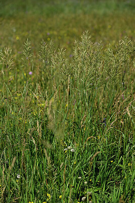 BUITEN BEELD Foto: 447951