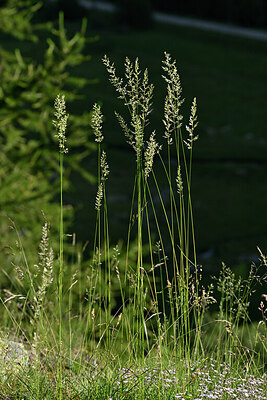 BUITEN BEELD Foto: 447955