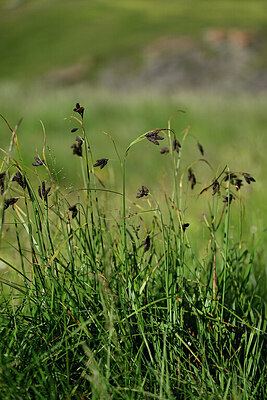 BUITEN BEELD Foto: 447958