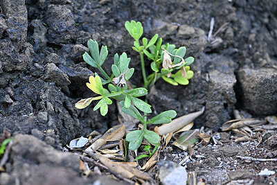 BUITEN BEELD Foto: 447962