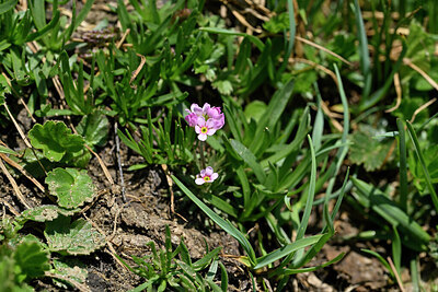 BUITEN BEELD Foto: 447977