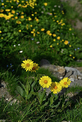 BUITEN BEELD Foto: 447985