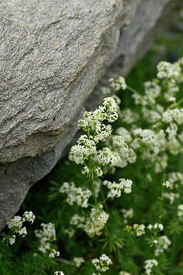 BUITEN BEELD Foto: 447994