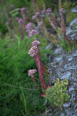 BUITEN BEELD Foto: 447995