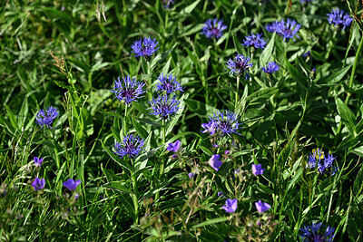BUITEN BEELD Foto: 448000