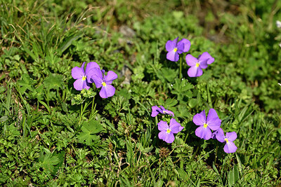 BUITEN BEELD Foto: 448007