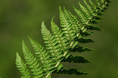 BUITEN BEELD Foto: 448013