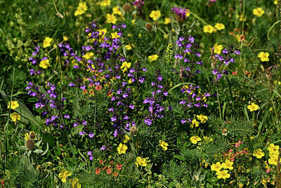 BUITEN BEELD Foto: 448016