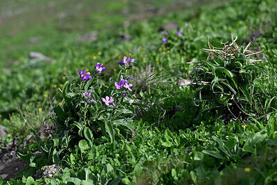 BUITEN BEELD Foto: 448017