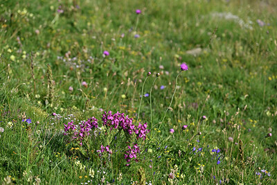 BUITEN BEELD Foto: 448020