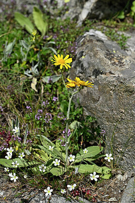 BUITEN BEELD Foto: 448022