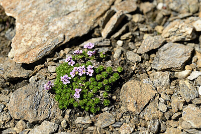 BUITEN BEELD Foto: 448024