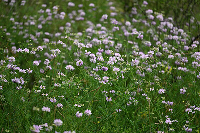 BUITEN BEELD Foto: 448029
