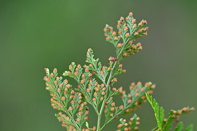 BUITEN BEELD Foto: 448033