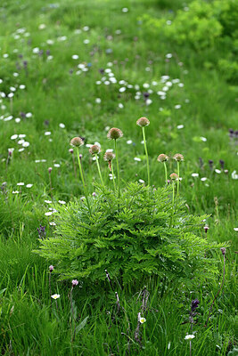BUITEN BEELD Foto: 448044