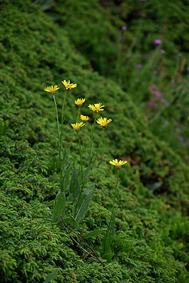 BUITEN BEELD Foto: 448046