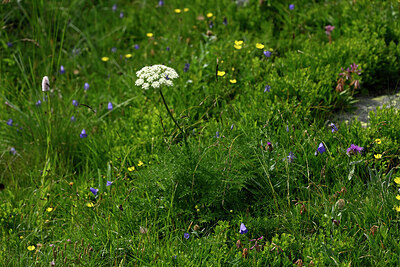 BUITEN BEELD Foto: 448049