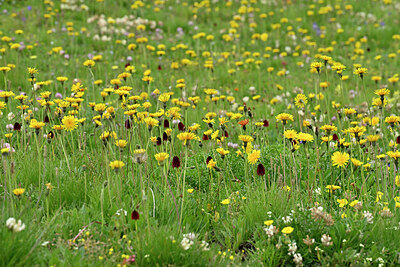 BUITEN BEELD Foto: 448057