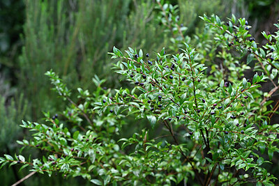 BUITEN BEELD Foto: 448058