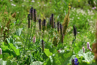 BUITEN BEELD Foto: 448065