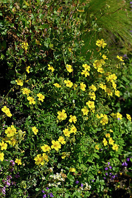 BUITEN BEELD Foto: 448071