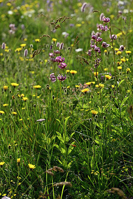 BUITEN BEELD Foto: 448074