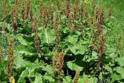 BUITEN BEELD Foto: 448082