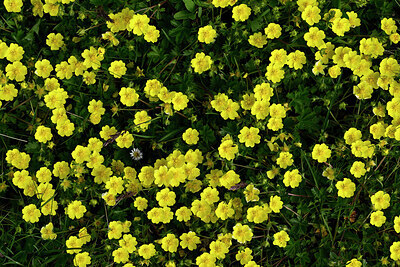 BUITEN BEELD Foto: 448084