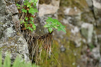BUITEN BEELD Foto: 448089