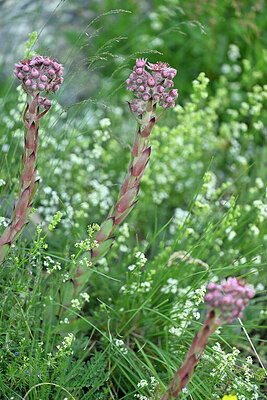 BUITEN BEELD Foto: 448091