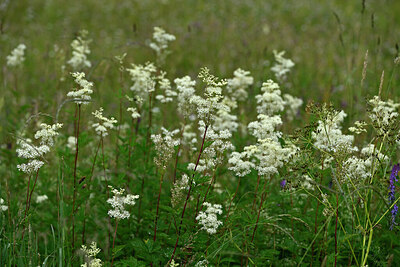BUITEN BEELD Foto: 448094