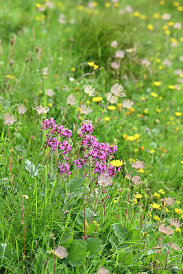 BUITEN BEELD Foto: 448101