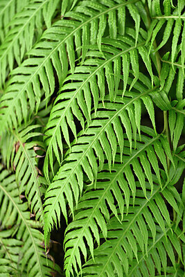 BUITEN BEELD Foto: 448108