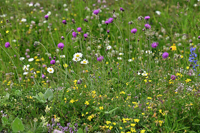 BUITEN BEELD Foto: 448114