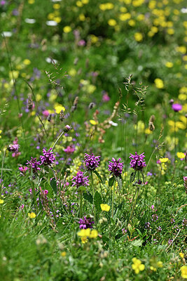 BUITEN BEELD Foto: 448115